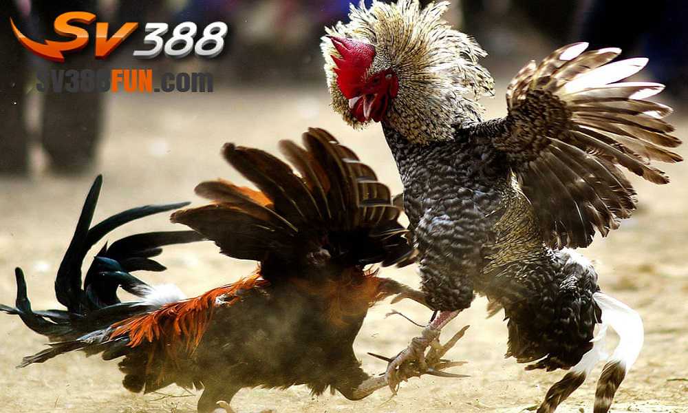 Tổng quan về trò chơi Mu8 - Mu8