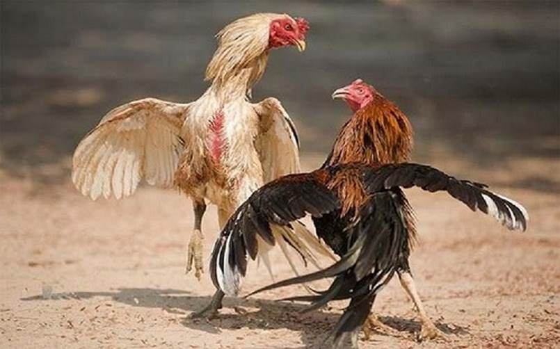 Hệ thống thanh toán nạp/rút tiền của Letou nhanh chóng và tiện lợi - Letou